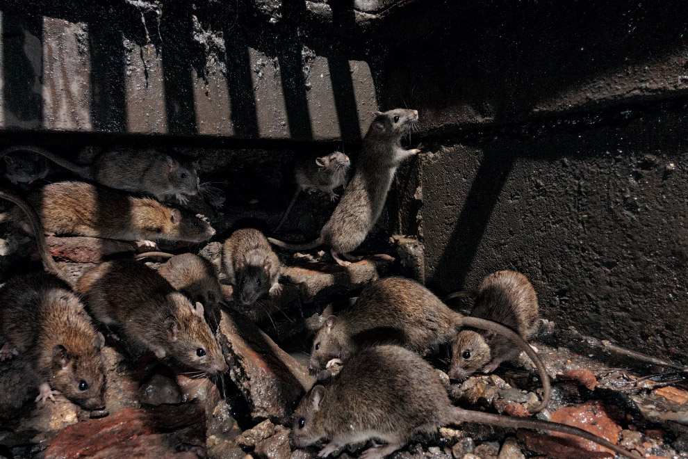 Крысы в москве
